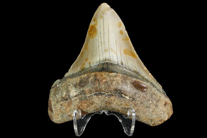 Fossil Megalodon Tooth - North Carolina #109038
